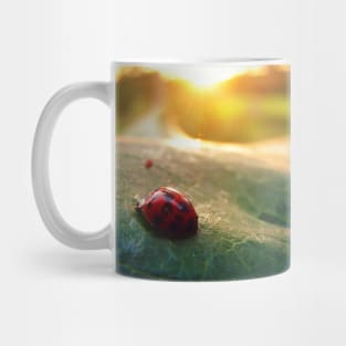 Ladybug Sunburst Mug